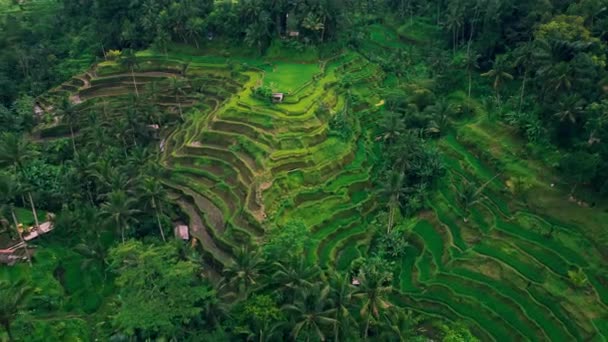 Pola Ryżowe Małe Domy Tradycyjnej Wsi Tarasach Ryżowych Tegalallang Bali — Wideo stockowe