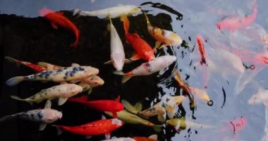 Taze temiz suyla gölde yüzen renkli koi balıkları. Cyprinus caprio, Cyprinus rubrofuscus.