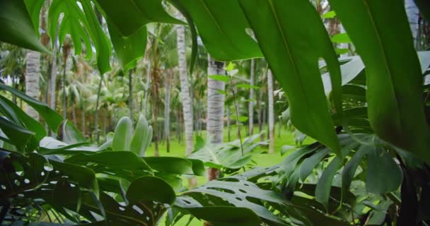 Wspaniały Las Leśny Dżungli Zielonymi Palmami Tropikalny Słoneczny Dzień Wolny — Wideo stockowe