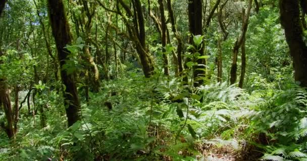 Pijaral Ensillada Cabeza Tejo Caminando Por Bosque Encantado Bosque Anaga — Vídeos de Stock