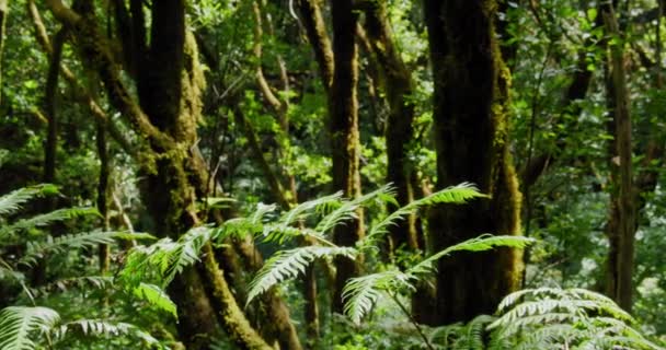 Pijaral Ensillada Cabeza Tejo Promenader Genom Bosque Encantado Anaga Forest — Stockvideo