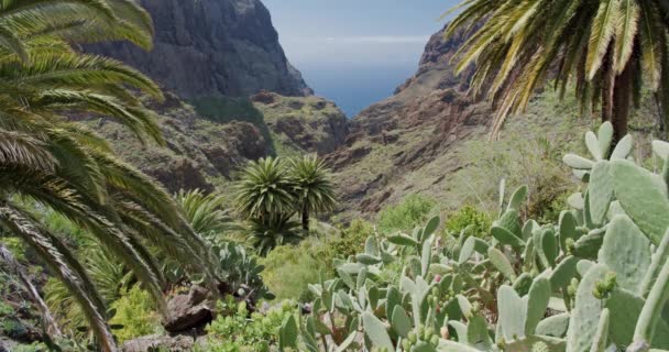 Tropical Palm Tree Leaves Moving Wind Masca Gorge Tenerife Canary — Stock Video