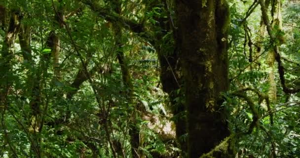 Forêt Pluviale Dans Parc National Anaga Nord Tenerife Caméra Déplace — Video