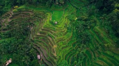 Tegallalang rice terraces. Tropical landscape palm tree forest jungle on Bali Island Indonesia. Aerial top down drone flight.