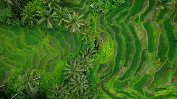 Tegallalang Rice Terraces Swathes Hill Slope Top Aerial View Green — Wideo stockowe