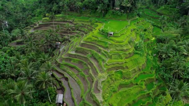 Tegallalang Rice Terraces Tropical Landscape Palm Tree Forest Jungle Bali — Stock Video