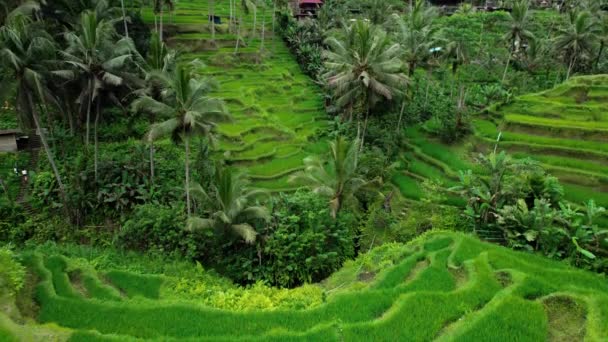 Aerial View Green Agriculture Rice Fields Bali Island Indonesia Famous — Wideo stockowe