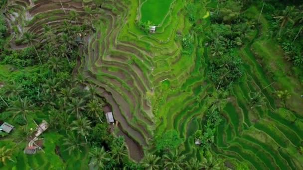 Aerial View Green Agriculture Rice Fields Bali Island Indonesia Famous — Vídeo de Stock