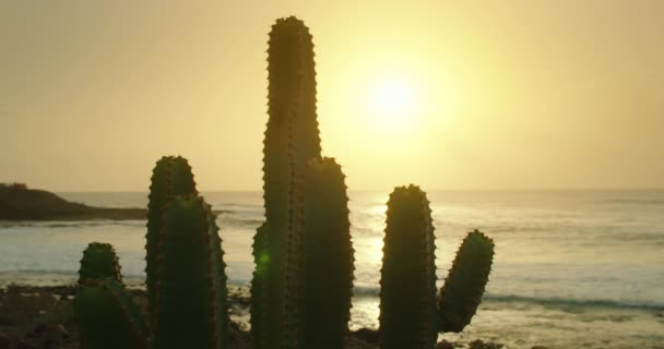 日没の光で海のビーチの背景に大きなサボテンの茂みのクローズアップ テネリフェ島カナリア諸島スペインヨーロッパ スローモーション映像 — ストック動画