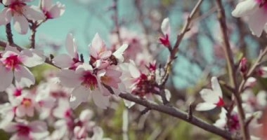 Bee collects pollen from flowering cherry branch. Fruit tree with white pink flowers in early spring. Close-up of insect and plant. Endangered Species of Wild Fauna and Flora. World Wildlife Day.