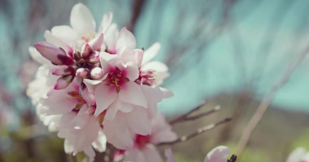 Ogród Kwitnie Białymi Różowymi Kwiatami Drzewie Wiosną Migdałowe Pąki Zwolnionym — Wideo stockowe