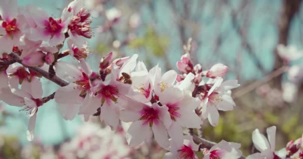 Zbliżenie Pszczół Miodnych Zbierających Pyłek Kwiatów Migdałów Fotage Zwolniony Ruch — Wideo stockowe