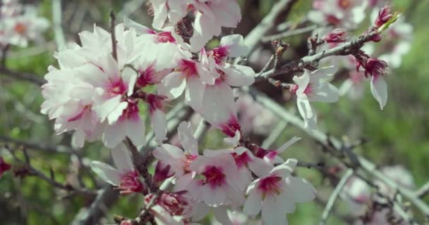 Almond Flowers Tree Teide National Park Tenerife Nature Spring Bloom — стоковое видео