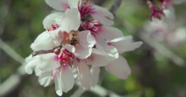Bee collecting pollen on white almond flower in spring flowering garden. Macro close up footage of insect in nature background