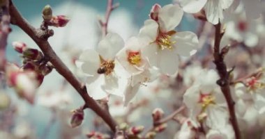 Slow motion of honey bee pollinating pink cherry flowers on tree in spring blossom. Close-up of insect.