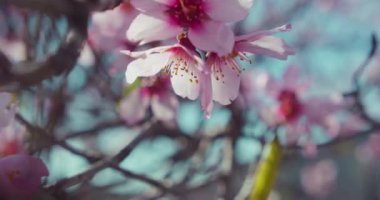 Pink sakura blossom in spring nature. Close-up peach flower in slow motion. Tenerife, Santiago del Teide in february.