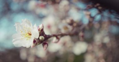 Blossom tree against beautiful blurred orchard blooming background slow motion, close-up. Spring view of sakura flowers on branches cherry. Sunny spring day.