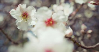 Blossom tree against beautiful blurred orchard blooming background slow motion, close-up. Spring view of sakura flowers on branches cherry. Sunny spring day.