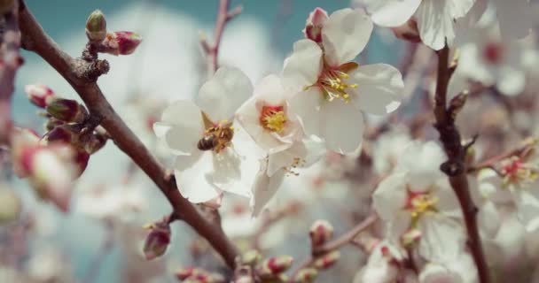 Powolny Ruch Pszczół Miodnych Zapylających Różowe Kwiaty Wiśni Drzewie Wiosennym — Wideo stockowe