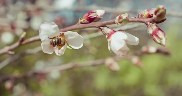 Slow Motion Honey Bee Pollinating White Cherry Flowers Tree Spring — стоковое видео