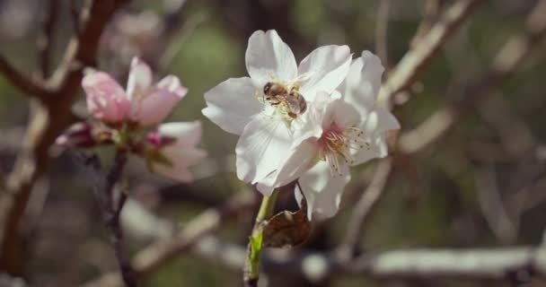Slow Motion Honey Bee Pollinating White Cherry Flowers Tree Spring — стоковое видео
