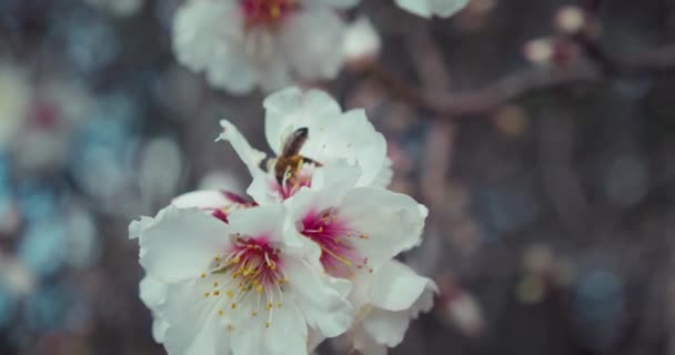 Wiosna Kwitnące Drzewo Pszczołą Zbiera Pyłek Białych Kwiatów Sadzie Park — Wideo stockowe