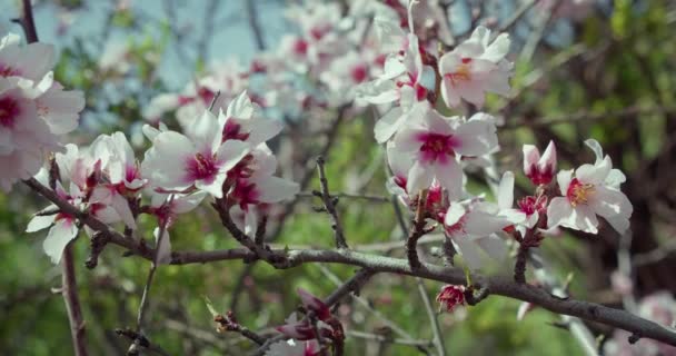 Tavaszi Jelenet Rózsaszín Virággal Gyönyörű Természet Virágzó Sárgabarack Napsütéses Napon — Stock videók