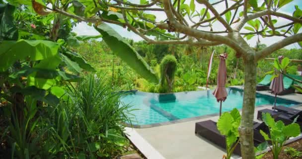 Erholungsgebiet Öffentlichen Park Mit Liegestühlen Pool Hintergrund Tropische Palmen Niemand — Stockvideo