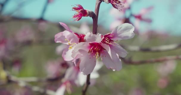 Pink Flowers Branches Blooming Almond Tree Close Prunus Dulcis Spring — Stock Video