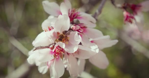 Pszczoła Mucha Zbiera Pyłek Kwiatów Wiśni Osa Zapylająca Drzewa Owocowe — Wideo stockowe