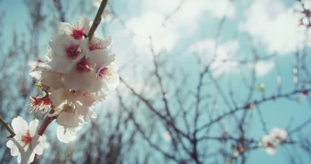 Białe Kwiaty Wiśni Kwiat Drzewie Zbliżenie Wiosenna Natura Przeciwko Błękitnemu — Wideo stockowe