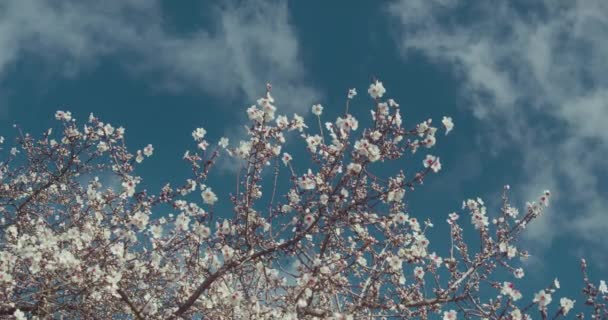 Close Niski Kąt Widok Bujnego Kwitnącego Drzewa Sakura Wiśni Płatków — Wideo stockowe