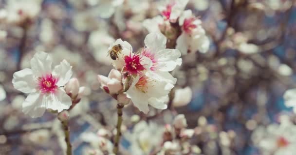 Spring Blooming Tree Bee Collects Pollen White Flowers Orchard Teide — Wideo stockowe