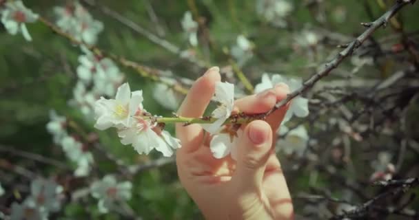 Mulher Apreciando Natureza Pomar Maçã Primavera Menina Feliz Jardim Com — Vídeo de Stock
