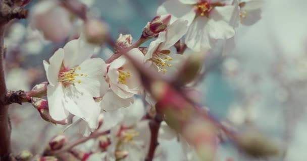 Garden Bloom White Pink Flowers Tree Springtime Almond Buds Slow — стокове відео