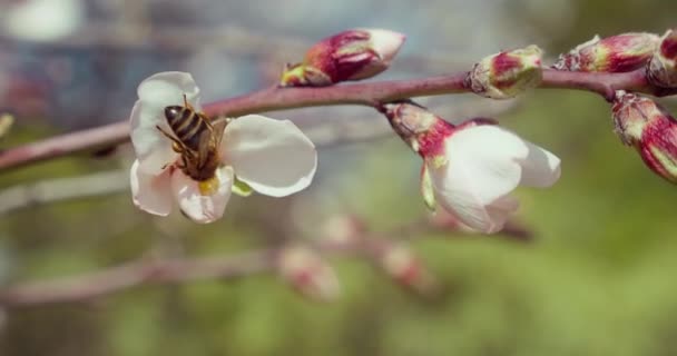 Бджола Поліамітує Білі Квіти Гілці Квітучого Мигдалевого Дерева Крупним Планом — стокове відео