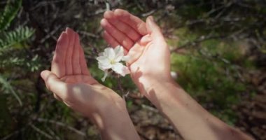 Çiçek açan doğanın tadını çıkaran, baharda ağaç çiçeklerine dokunan kadınların yakın çekim elleri. Badem çiçekleri. Çevre koruma ve bitkilere saygı kavramı.