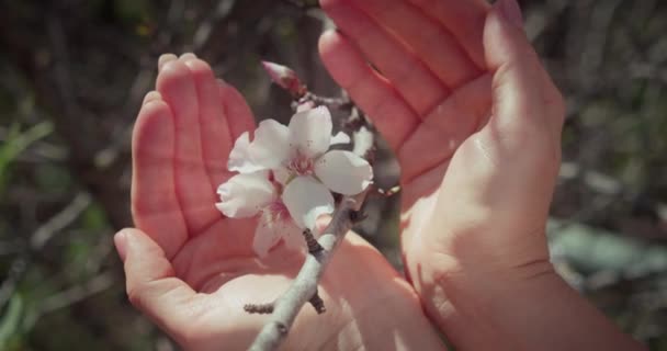 Tangan Tertutup Wanita Menikmati Mekar Alam Menyentuh Bunga Pohon Musim — Stok Video