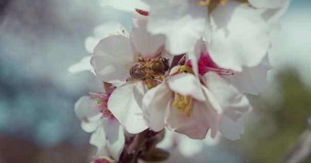 Abelha Poliniza Flores Brancas Ramo Amendoeira Florescente Close Floral Exterior — Vídeo de Stock