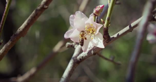 Honey Bee Pollinating Flowers Tree Insect Collects Pollen Almond Blossom — Stock Video