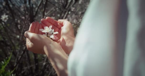 Vrouwelijke Handen Zorgvuldig Houden Lente Bloemen Het Wild Milieubeschermingsconcept Red — Stockvideo