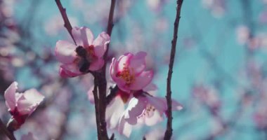 Kiraz çiçekleri. İlkbaharda doğayı uyandırma kavramı. Japon sakurası açık havada yakın plan..