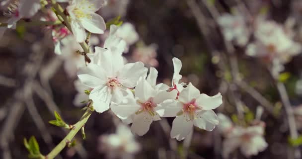 Nær Blomstrende Blomsterblomster Kvist Med Blomstrende Mandeltre Langsom Bevegelse Kirsebærblomster – stockvideo