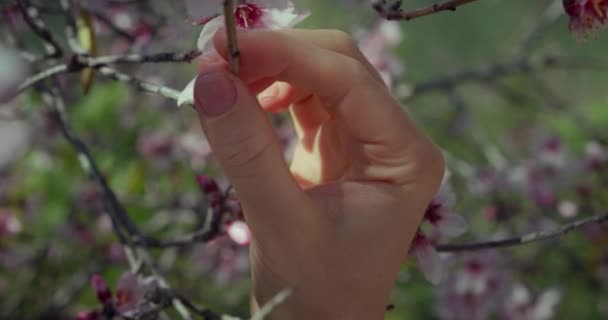 Mujer Disfrutando Naturaleza Huerto Manzanas Primavera Flores Cerezo Mano Humana — Vídeos de Stock