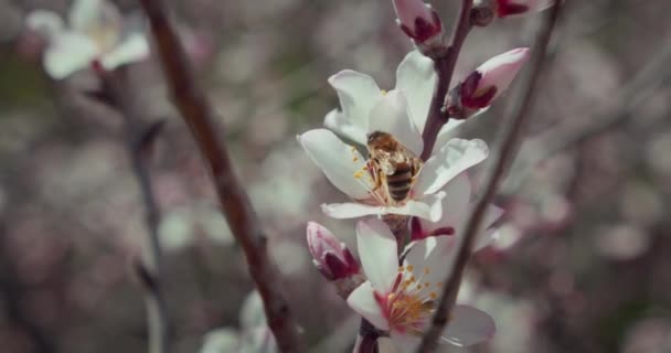 Blühender Baum Vor Blauem Himmel Weiße Blüten Obstgarten Großaufnahme Kirschblüten — Stockvideo