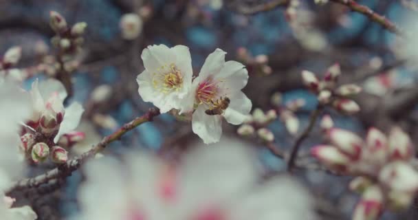 Árvore Florescente Contra Céu Azul Flores Brancas Pomar Close Flores — Vídeo de Stock