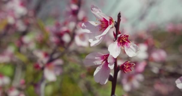 Fiori Rosa Rami Mandorlo Fiorente Primo Piano Prunus Dulcis Fioritura — Video Stock