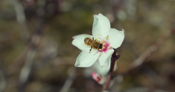 Bee Collecting Pollen White Almond Flower Spring Flowering Garden Macro — ストック動画
