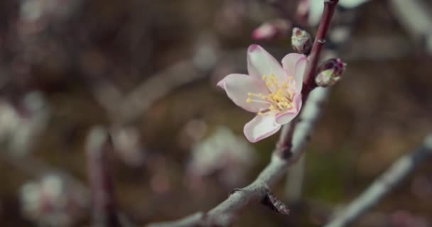 春にアーモンドの花の芽を開きます 開花果樹園での花の木 スローモーション 枝に桜の花 晴れた日 — ストック動画