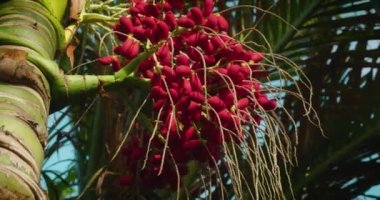Areca palmiyesine kırmızı betel fındığı yakın plan. Vahşi doğada meyveler olgunlaşır. Rüzgarda sallanan bir grup. Güney Asya.
